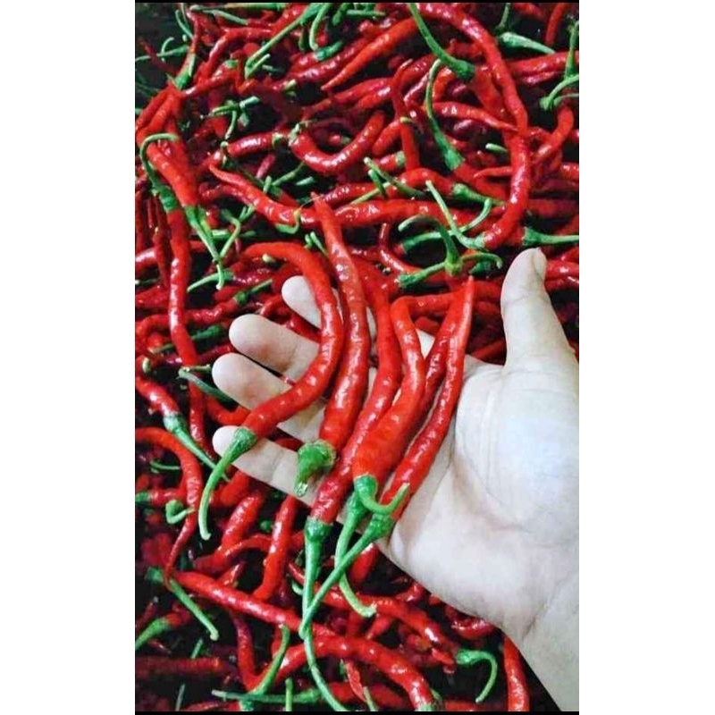 

CABE KERITING 250 gram