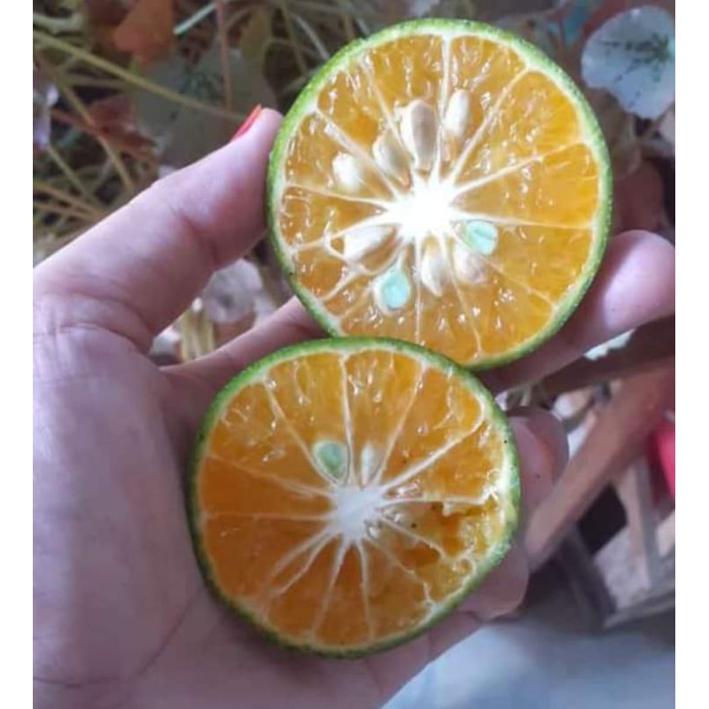

Jeruk peras 1 kilo