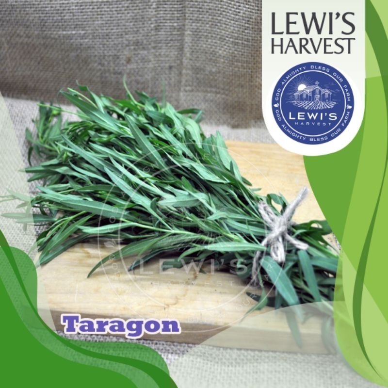 

TARRAGON SEGAR 50 g / Herb Fresh / Rempah Masakan Eropa