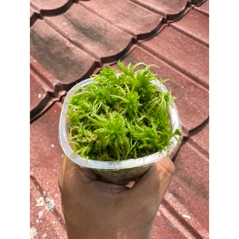 Sphagnum moss chile hidup