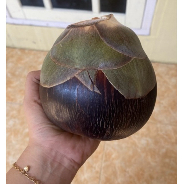 

Buah Lontar / Buah Siwalan 1 Biji isi 3buah / Buah Viral Buah Langka, melayani pengiriman instant gosend