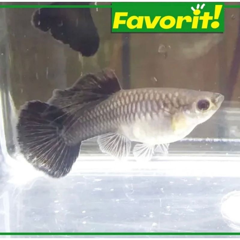 Paket Koloni (isi 10) Guppy Black Moscow Betina  Hiasan Aquarium Tanaman Aquascape