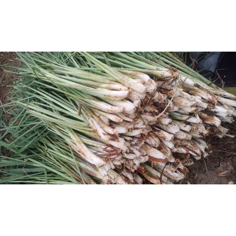 

sereh Dapur fresh