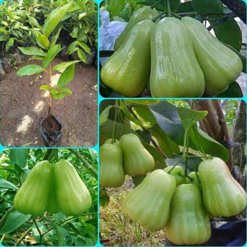 Bibit jambu air madu deli
