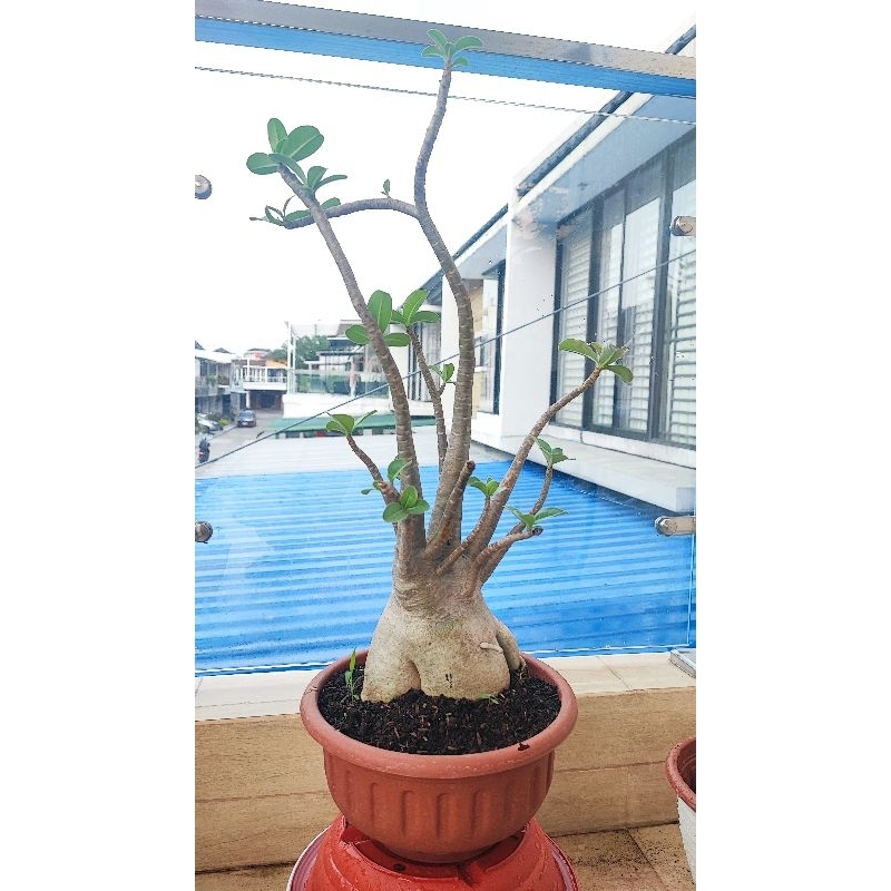 Bunga Adenium  bonggol besar