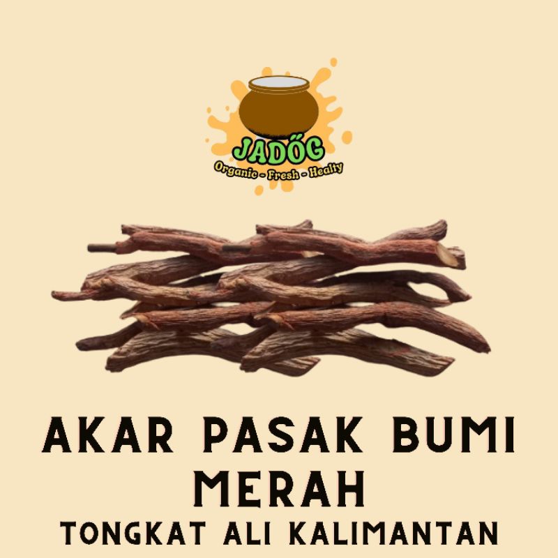 Akar Pasak Bumi Merah Potongan Asli Kalimantan - Tongkat Ali Merah Herbal - Akar Tongkat Ali - Pasak