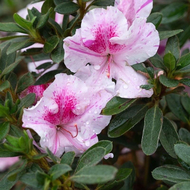 Tanaman hias bunga azalea aztec - tanaman hias azalea bunga langka