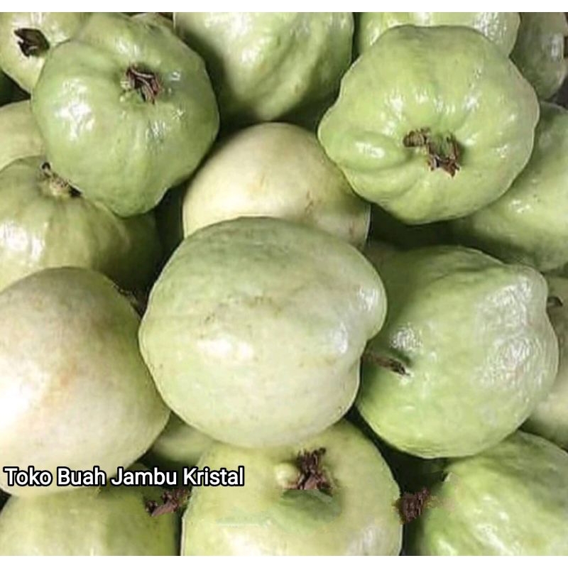 

jambu kristal 2 kg buah jamkis jambu kristal segar fresh