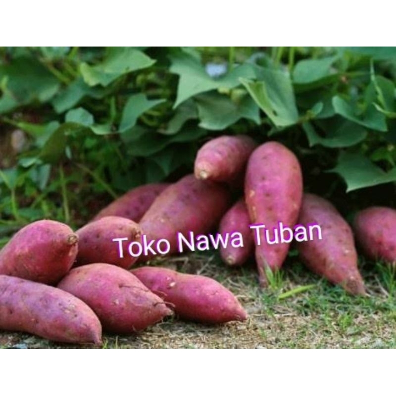 

ketela 1kg ubi jalar, ketela rambat 1kg