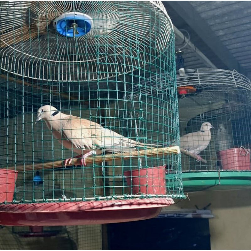 puter pelung jantan pilihan gacor