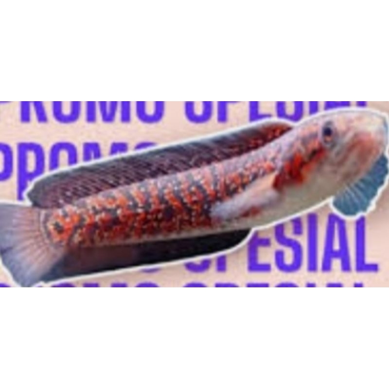 asiatica rsp kalimaya 15-17 cm