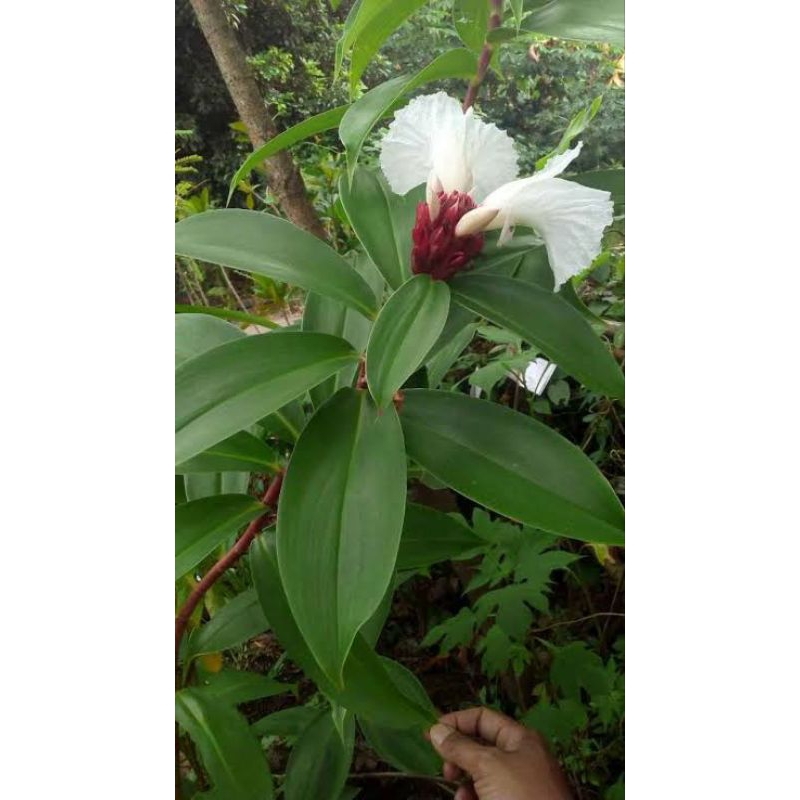 

daun pacing segar 1kg