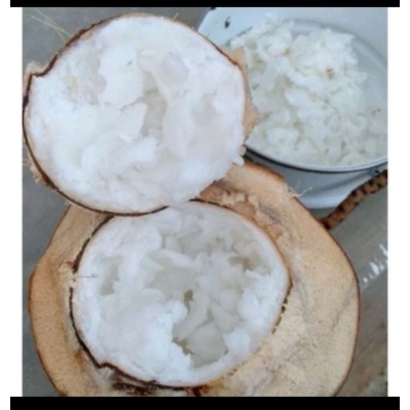 

kelapa kopyor asli kebun sendiri ukuran 46-47