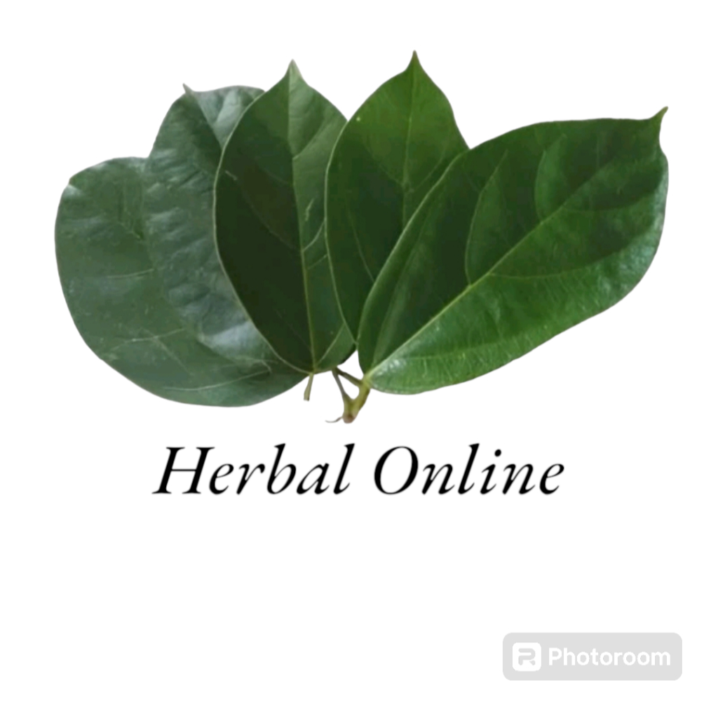 

Daun Cincau Hijau Segar 1 kg - Cicau Daun Lebar Herbal