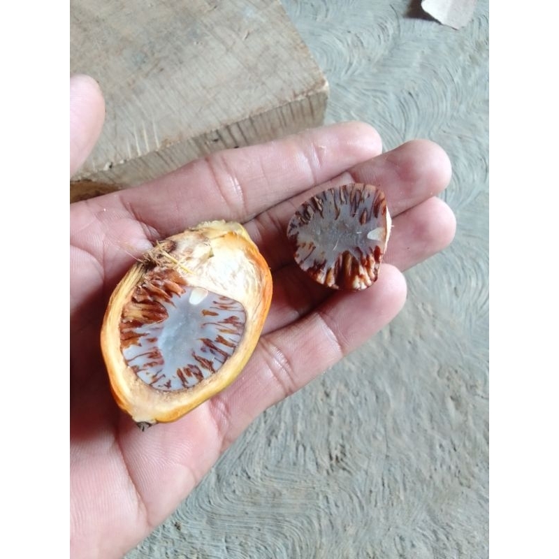 

1 Kg Jambe Tua/Jebug Herbal Atasi Masuk Angin Alami