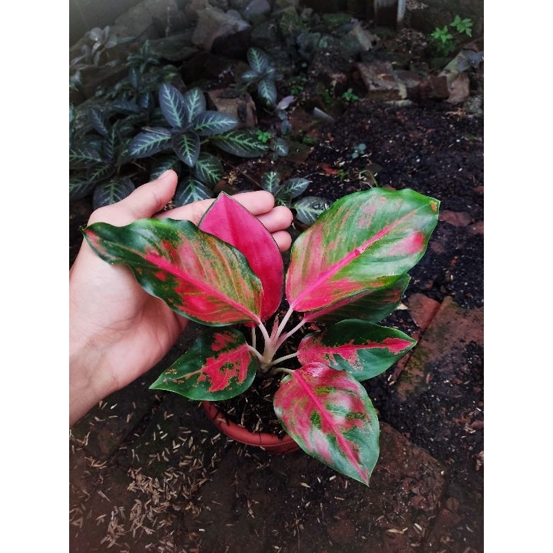 paket 2 Aglonema tanian lokal zaskia dan hugges merah
