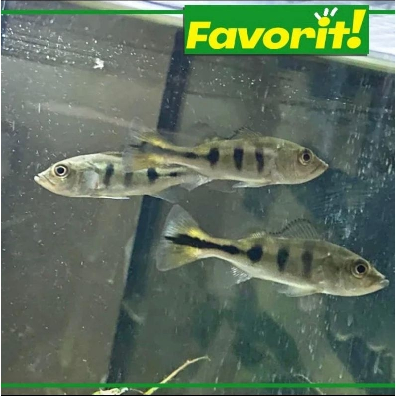 Baby PBass 4cm+ Ikan Hias  Monoculus Hiasan Aquarium Aquascape