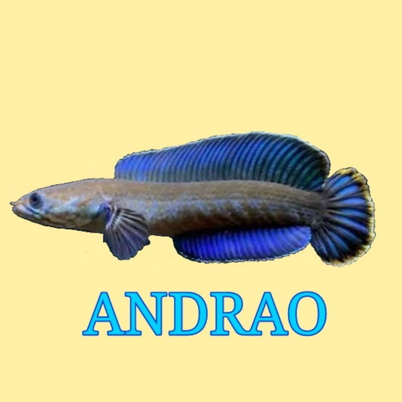 ANDRAO PAIR