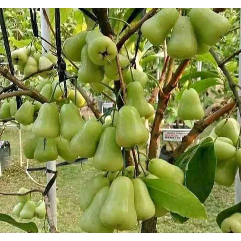 Bibit jambu air dal madu hijau super manis