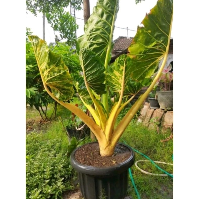 sente new golden./ alocasia