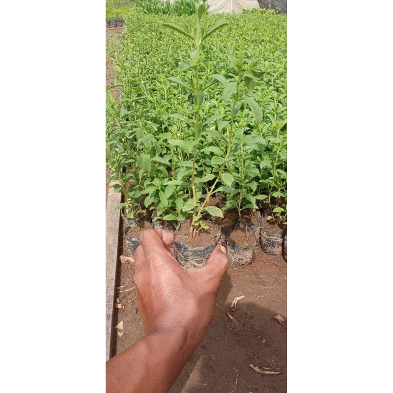 Bibit Tanaman Stevia pohon Stevia Daun Stevia Tanaman Daun Stevia manis