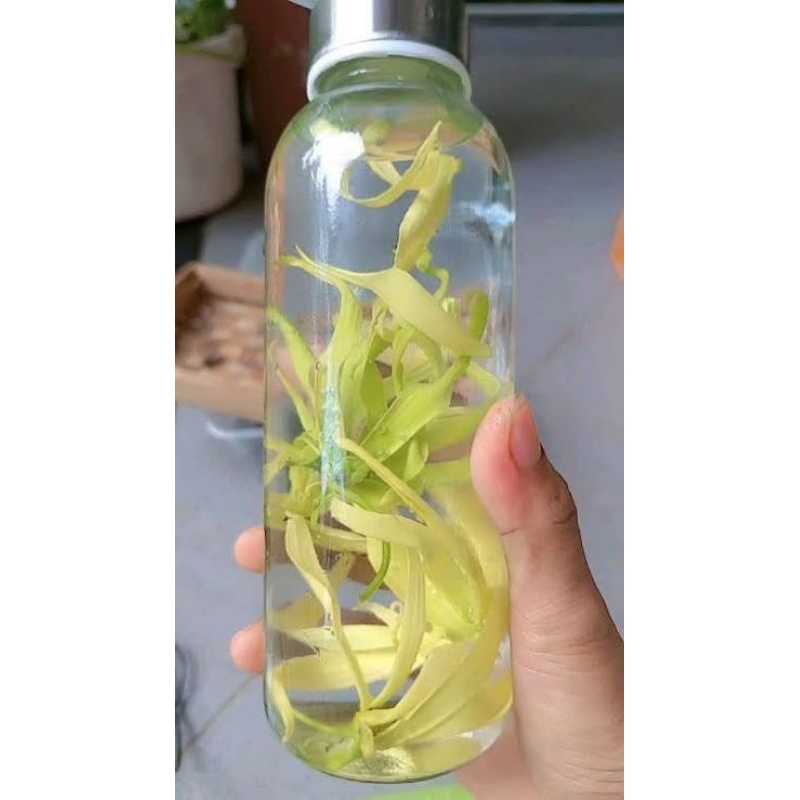 

air minum rendaman bunga kenanga bersih 250ml