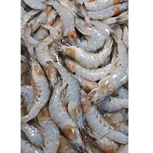 

udang ukuran sedang