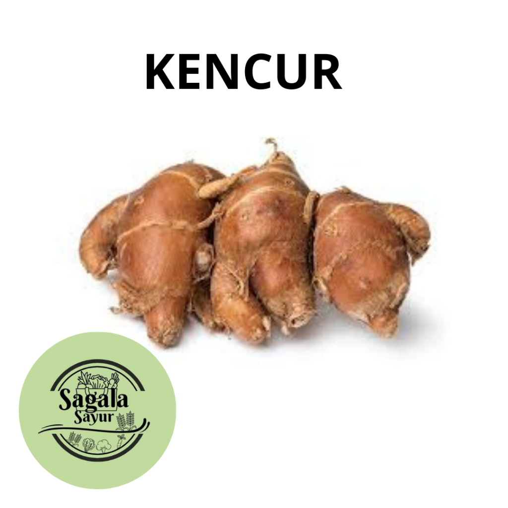 

KENCUR KHAS BANDUNG / BUMBU DAPUR / BAHAN SEBLAK