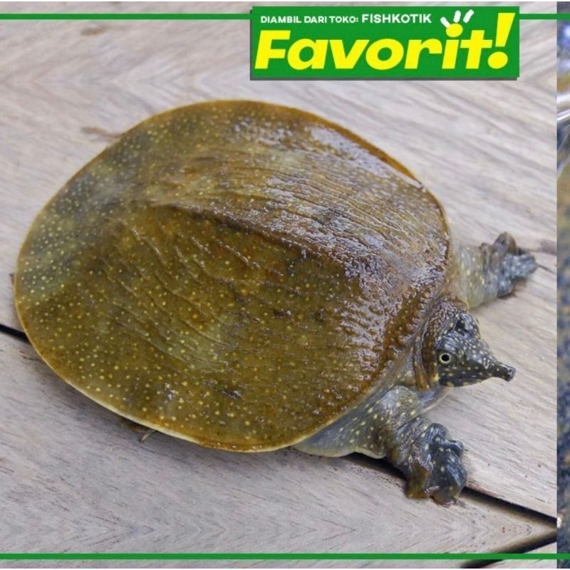 Labi Labi Bulus Size (M) Kura Kura Reptil Hiasan Aquarium Aquascape Paludarium