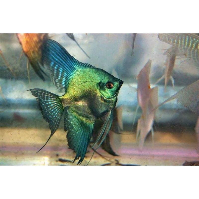 Manfish Avatar 2.5 3 cm - AQUARIUM