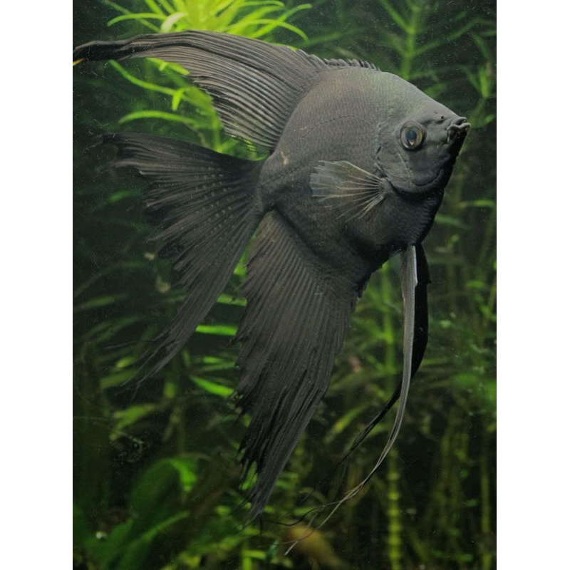 Manfish Black Slayer 2.5 3 cm - AQUARIUM