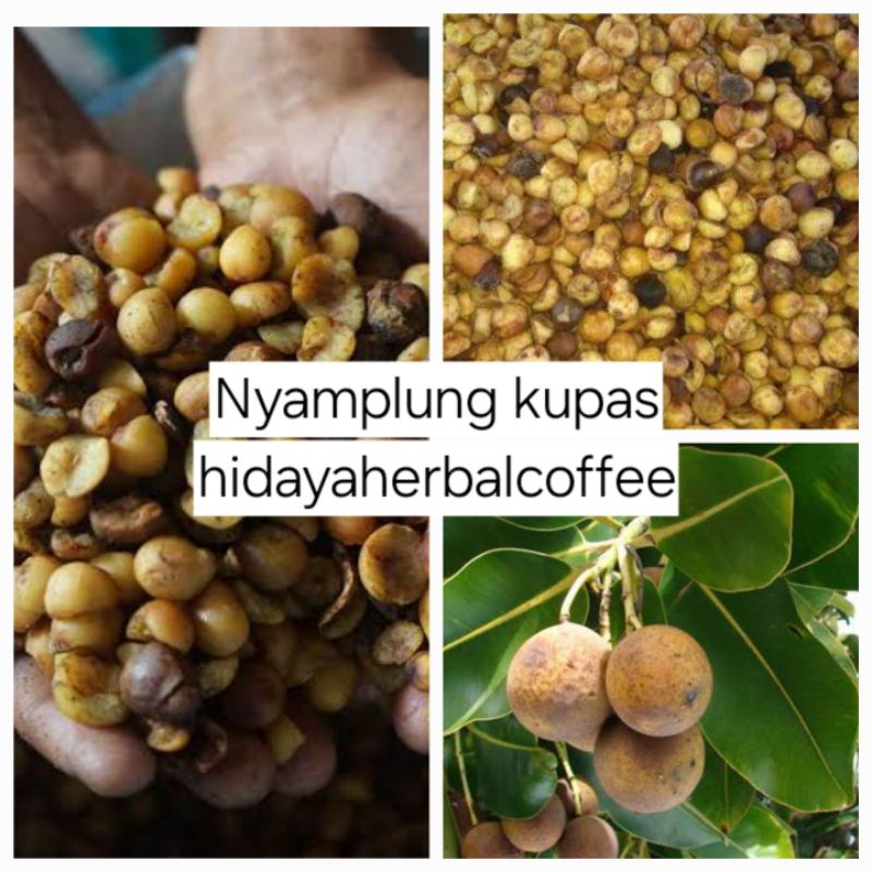 

Biji Nyamplung Kupas 1kg