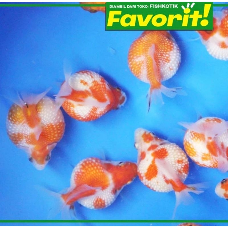 Koki Mutiara Ping Pong Grade A Ikan Hias Hiasan Aquarium Aquascape