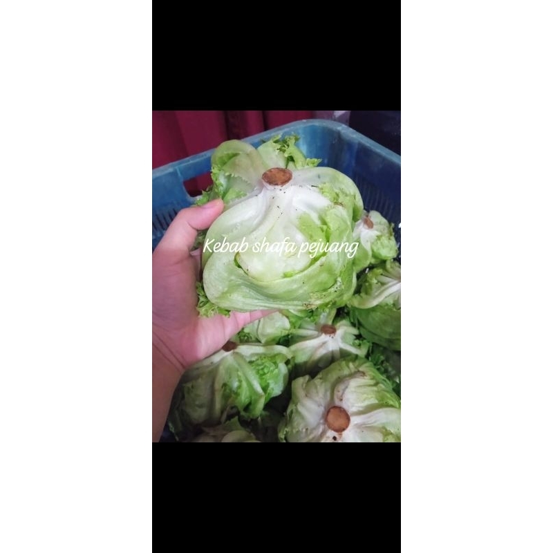 

Sayuran Lettuce Letus segar