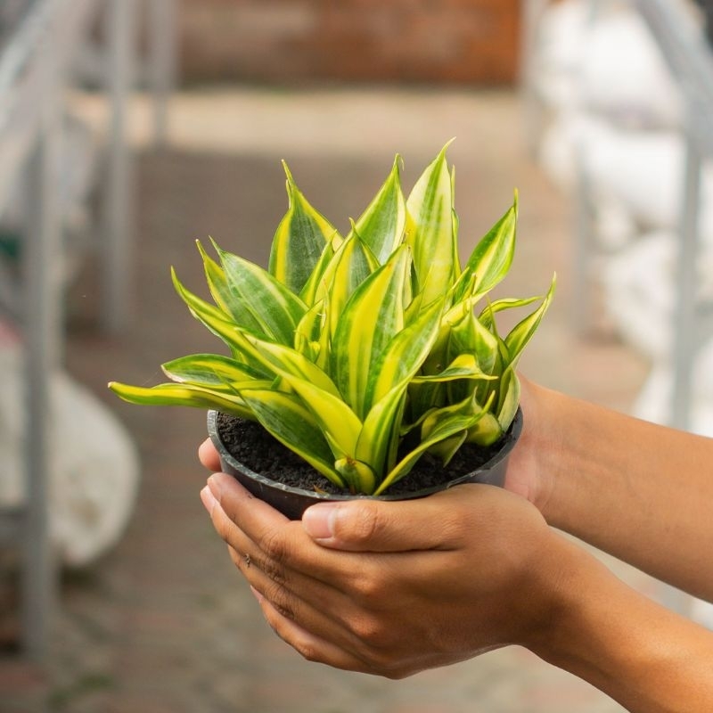 SANSEVIERIA ASSAHI ( POT 12 CM )