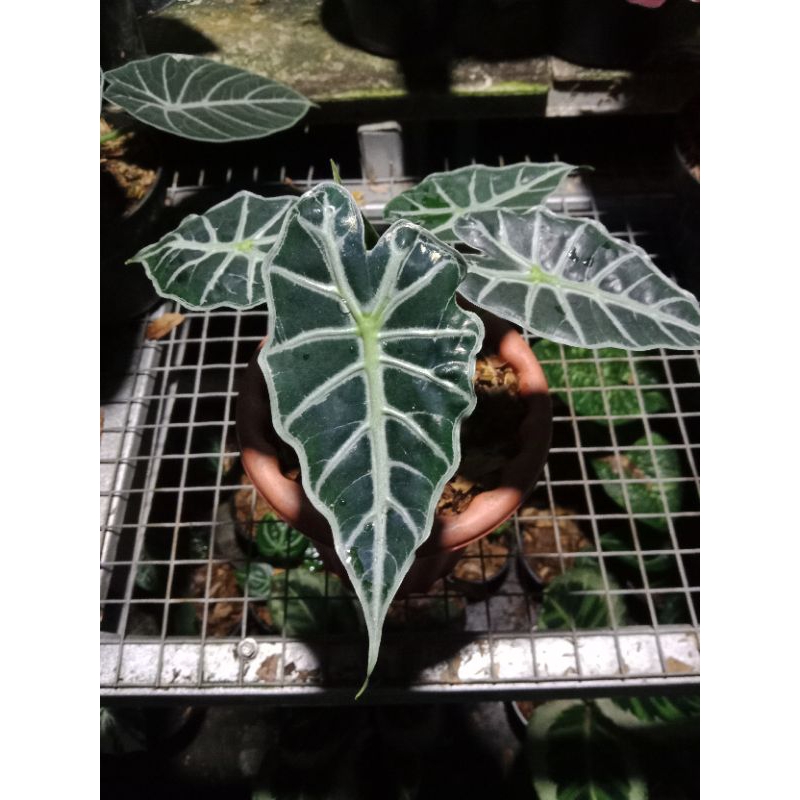 alocasia parasol mini