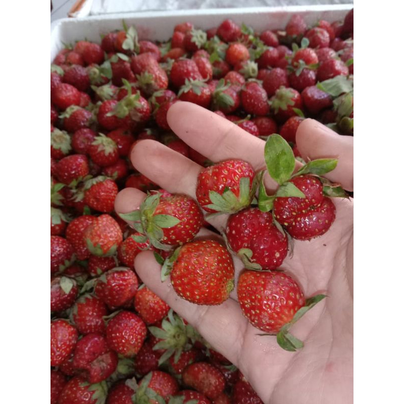 

stroberi fresh grade C kecil2 berat 10kg