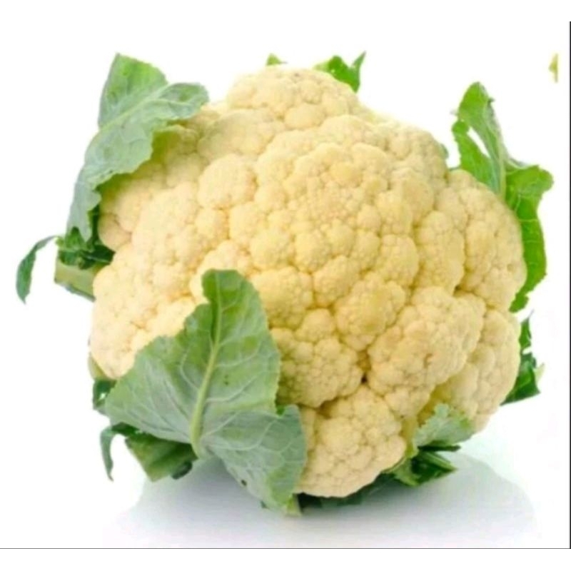 

KEMBANG KOL / BRONGKOL (400-500 gram)