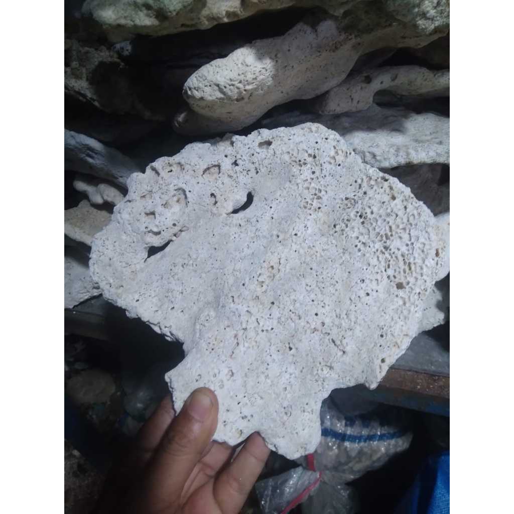 Dead Rock SIMPING / Ceper - Setting Aquarium Laut