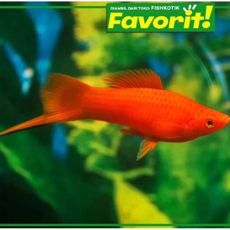 Platy Pedang Merah Ikan Hias Aquascape Hiasan Aquarium Tanaman Air