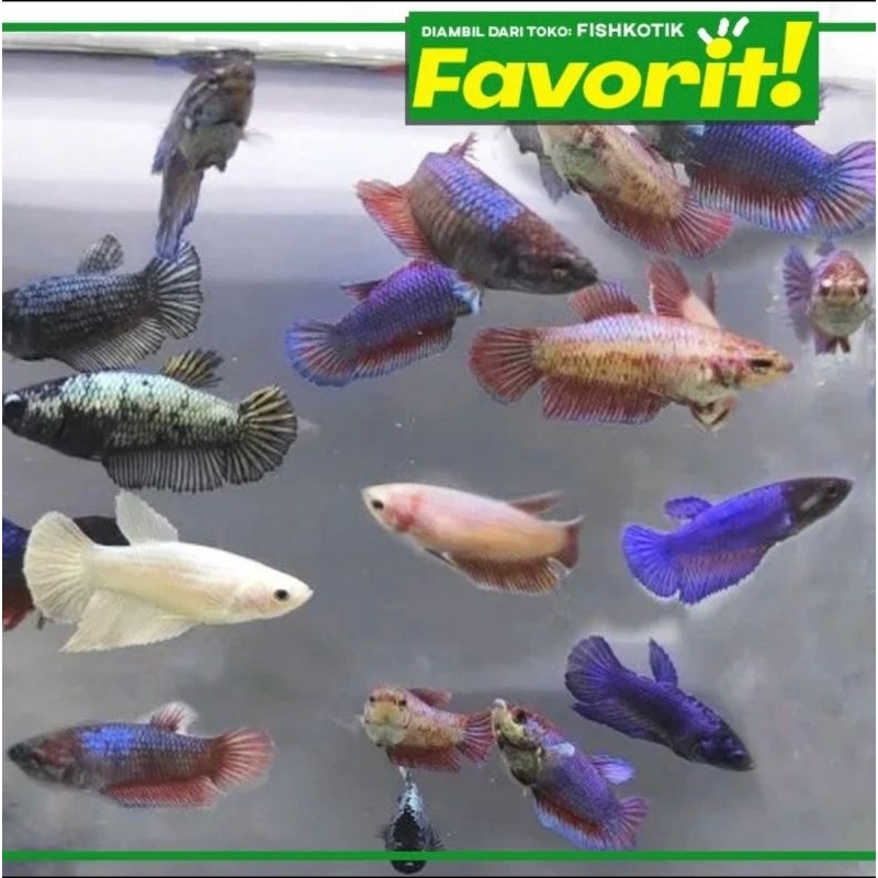 Cupang Betina Besgel Ikan Hias Aquascape Hiasan Aquarium Tanaman Air