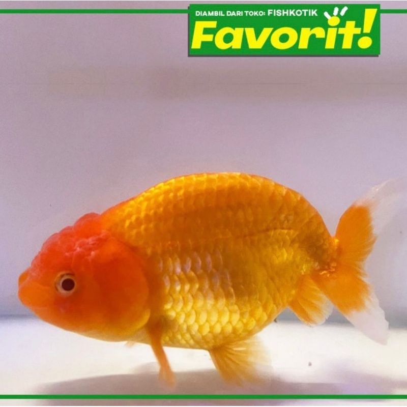 Baby Ranchu Ikan Hias Mas Koki Hiasan Aquarium Tanaman Air Aquascape