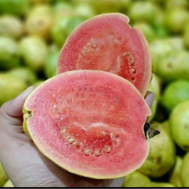 

jambu merah 1kg.