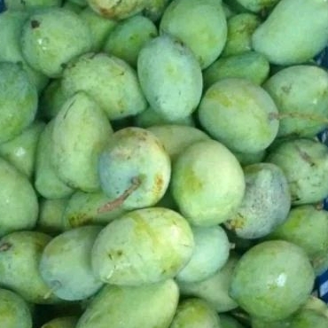 

Mangga Muda 2Kg Mix Varian