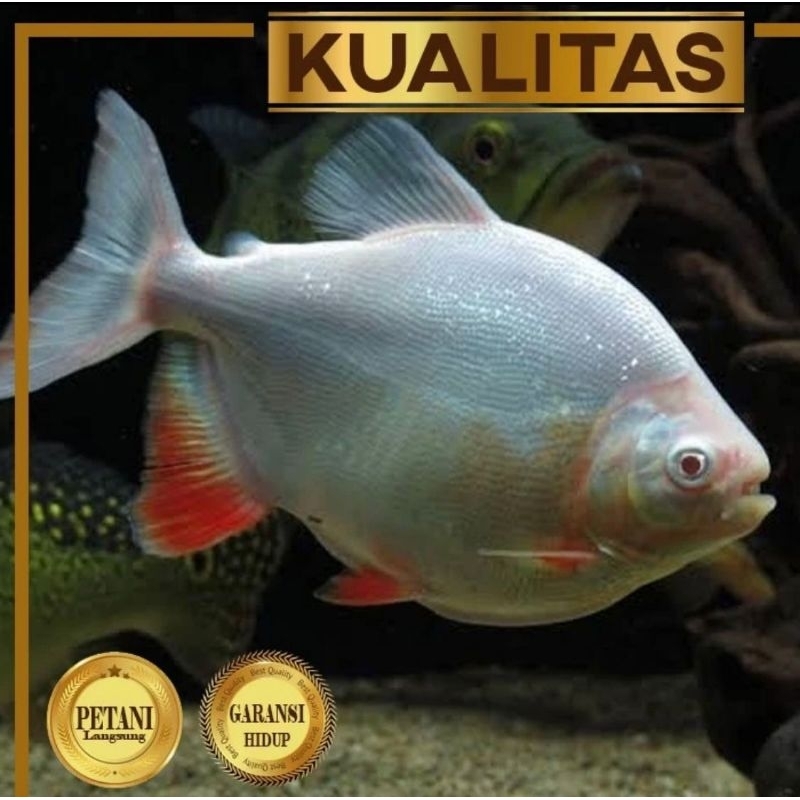 Red Pacu Albino Ikan Hias Predator Hiasan Aquarium Tanaman Aquascape