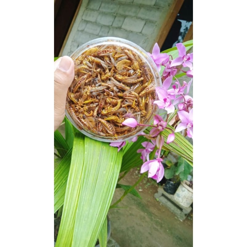 

belalang goreng kemasan toples nastar camilan food makanan