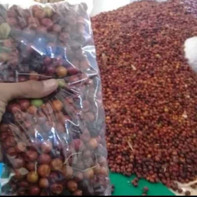 1 kg BIJI buah BIDARA ARAB SUPER,BENIH UNGGUL,BIBIT BIDARA