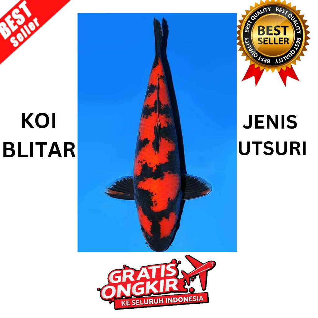 IKAN KOI HI-UTSURI UKURAN 10 CM KOI BLITAR