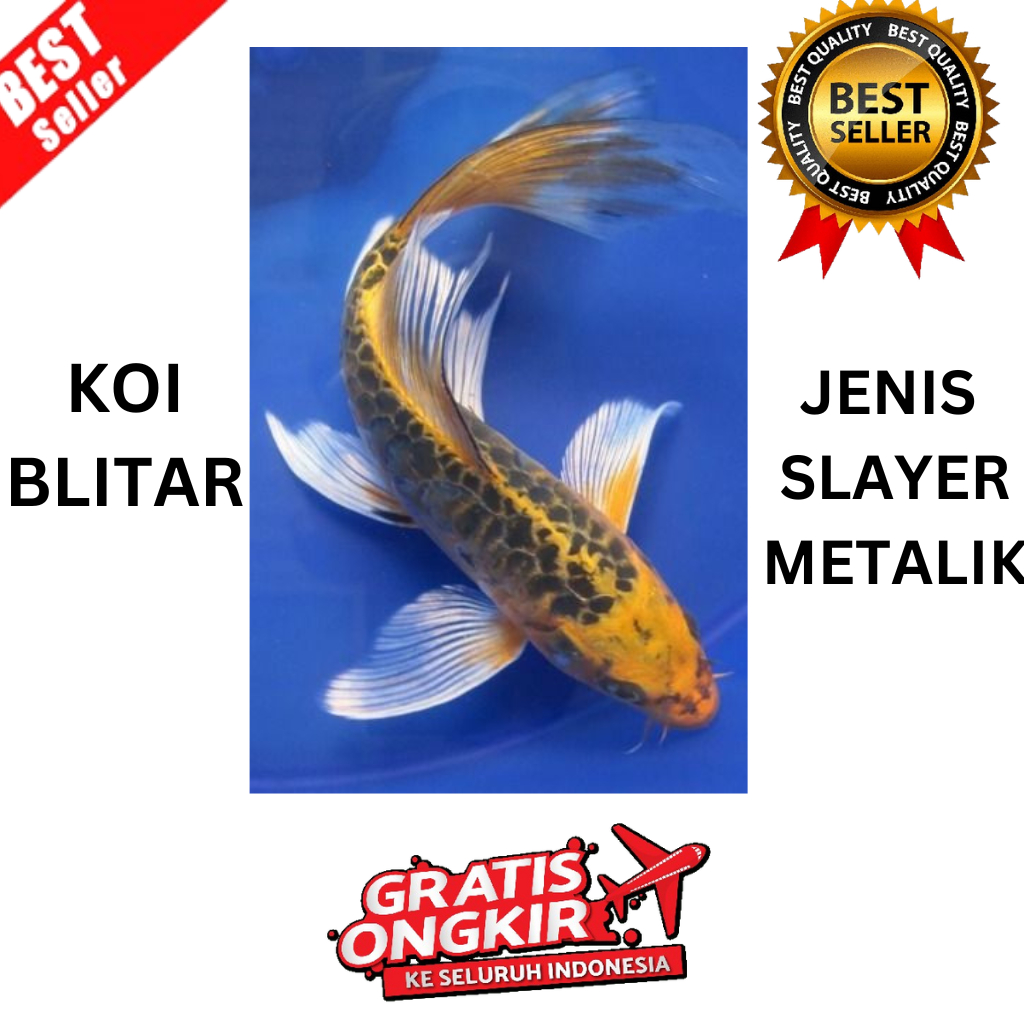 IKAN KOI SLAYER METALIK UKURAN 10 CM KOI BLITAR