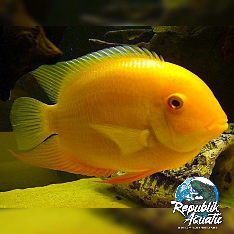 Golden Severum South American Cichlid